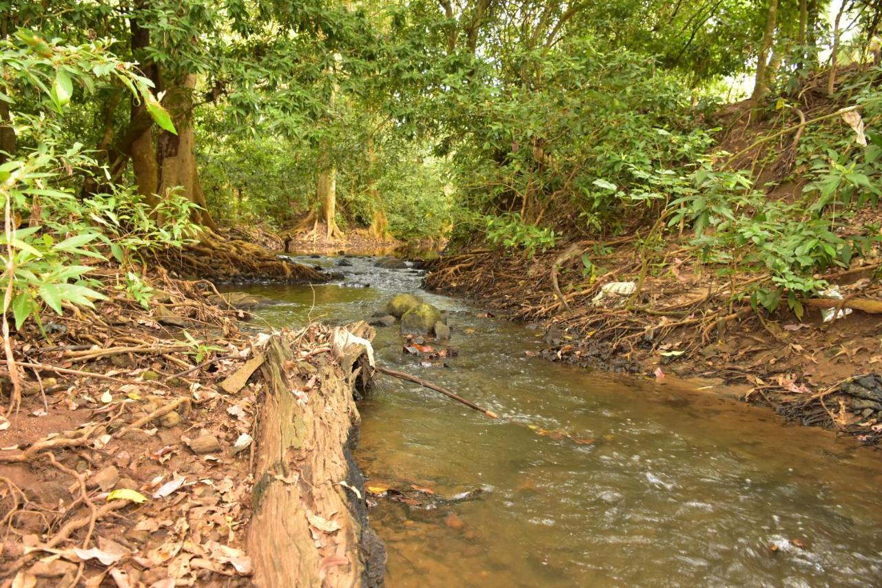 Jungle View River Camping Udawalawe Ngoại thất bức ảnh